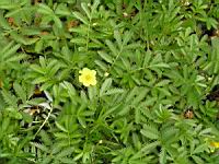 Potentilla Anserina (fam Rosacees) (Europe, Asie, Am. du nord) (1) (Photo F. Mrugala)
